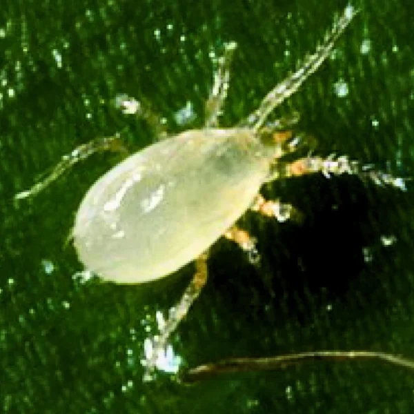 Montdorensis (targets thrips and whiteflies) - Image 5