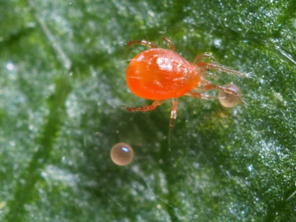 Persimilis (Targets Spider Mites)