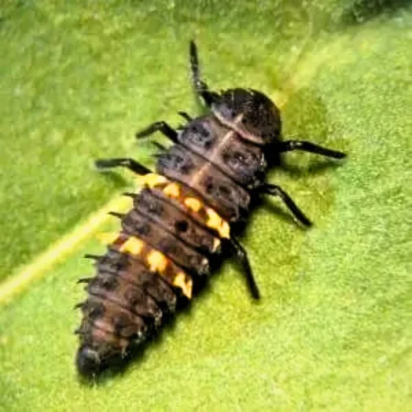 Spotted ladybirds (Targets Aphids, Psyllids) - Image 3