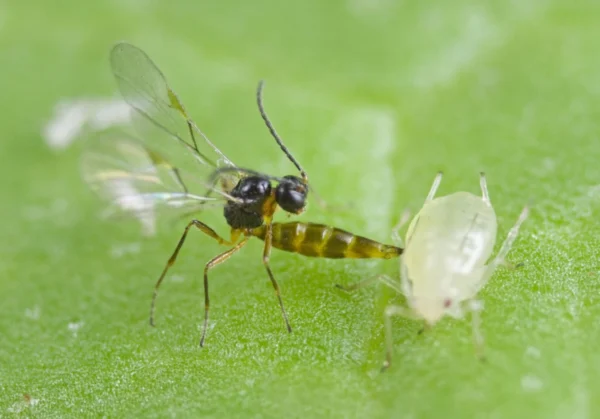 Aphidius colemani (Targets Aphids)