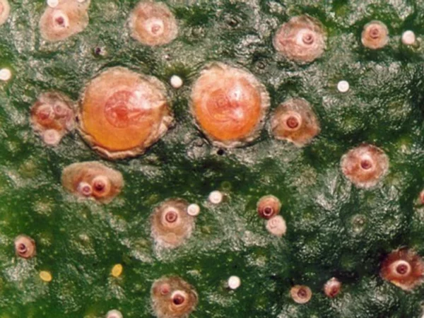 Aphytis (parasite of red scale and other armoured scale insects)