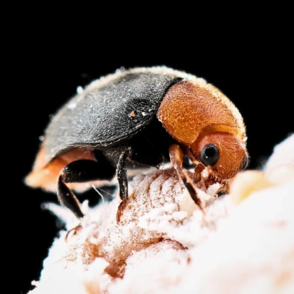 Cryptolaemus (control of mealybugs & scale insects)