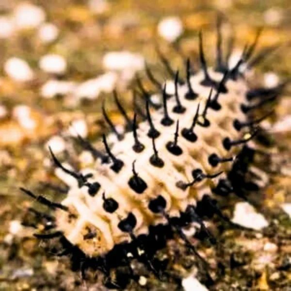 Chilocorus (control of armoured scale insects) - Image 2
