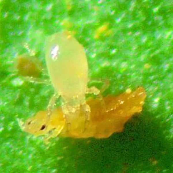 Montdorensis (targets thrips and whiteflies) - Image 2