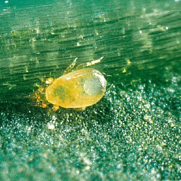 Cucumeris (control Thrips) - Image 4