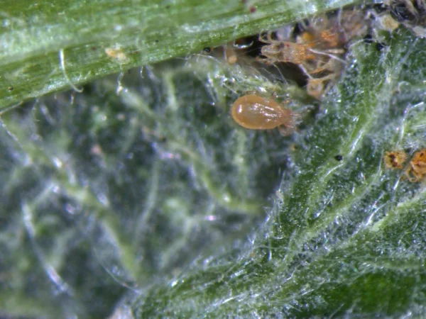 Californicus (control of spider mites and other pest mites) - Image 5