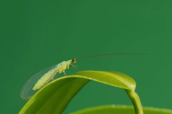 Lacewing (Targets aphids, caterpillars & mealybugs)