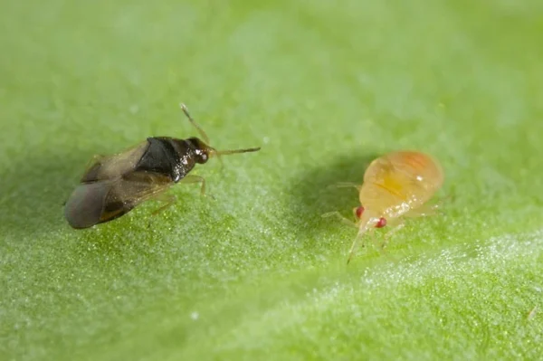 Orius (Targets Thrips and larvae)