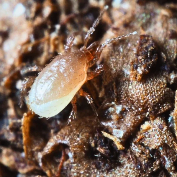 Hypoaspis for poultry (Targets Poultry mites-Chicken mites)