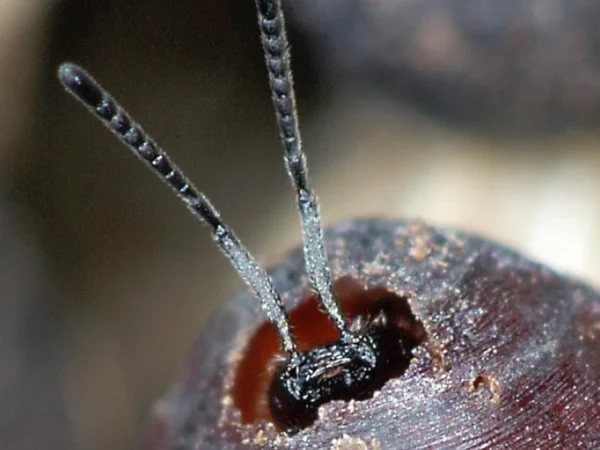 Fly Parasites (parasitise nuisance flies-house fly and stable fly) - Image 3