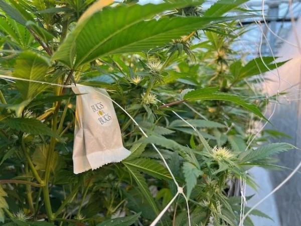 Slow-release sachets (continuous release of predatory mites)