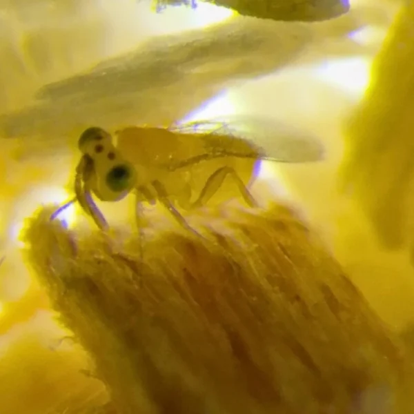 Eretmocerus hayati (targets Silverleaf whiteflies) - Image 2
